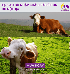 VÌ SAO NHÀ HÀNG CHỌN BÒ NHẬP KHẨU THAY VÌ BÒ NỘI ĐỊA 